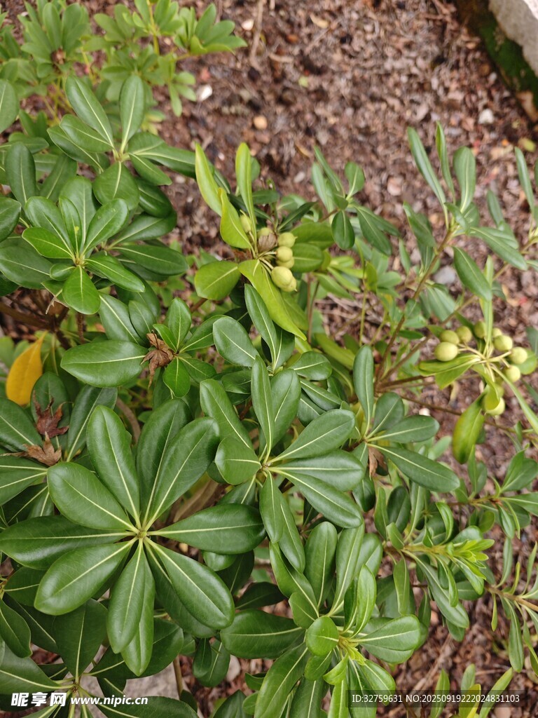 绿叶植物特写
