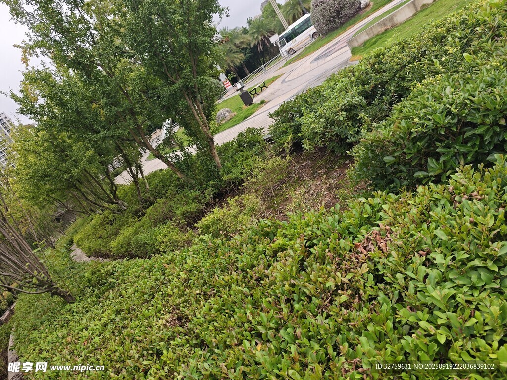 绿意盎然的郊野植物景观