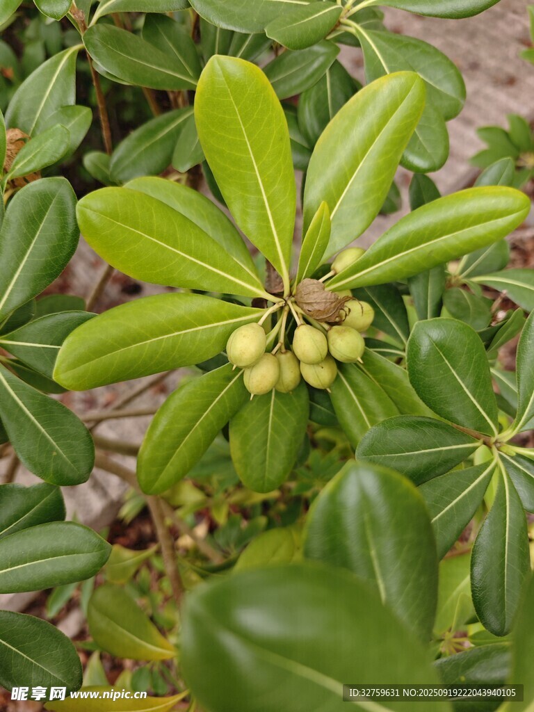 绿叶间的青果植物