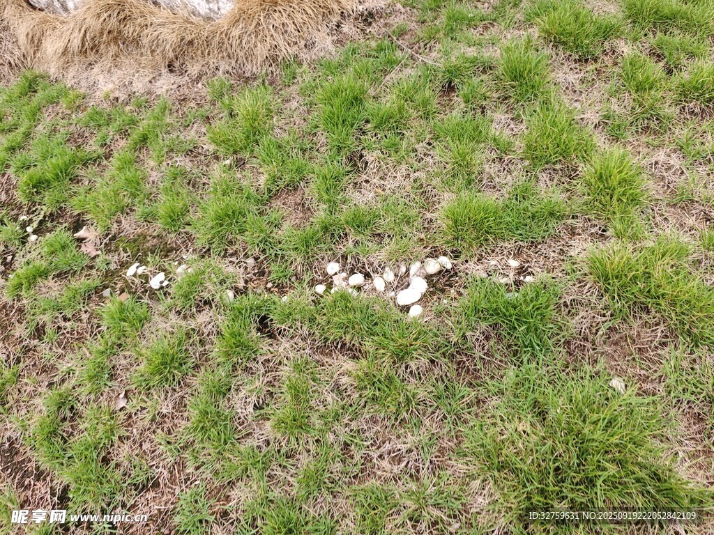 地面上的斑驳白色痕迹