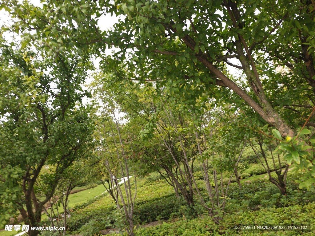 绿意盎然的林间景致