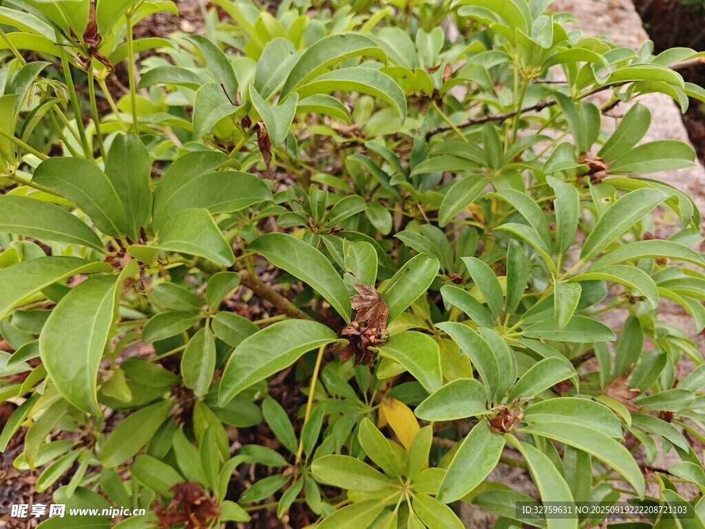 绿叶繁茂的植物景观
