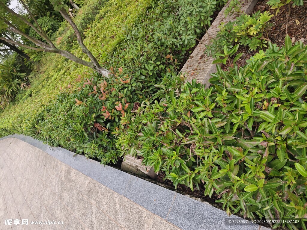 路边绿植景观