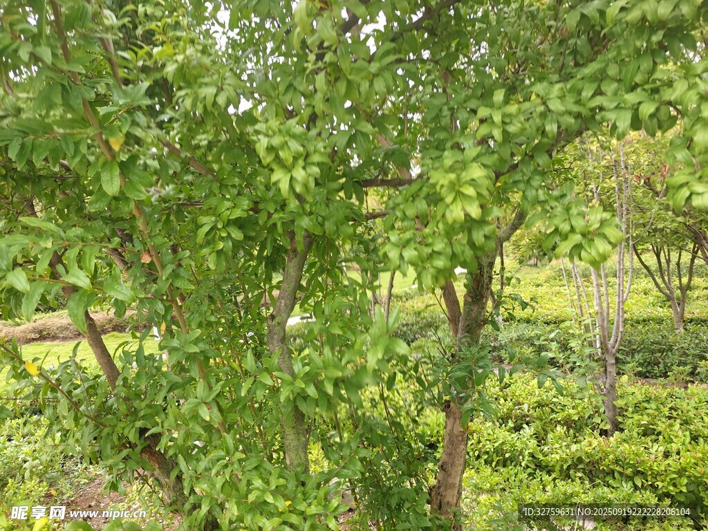绿意盎然的树林景观