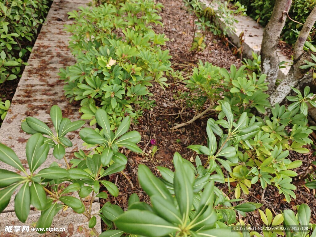 庭院绿植小径景观