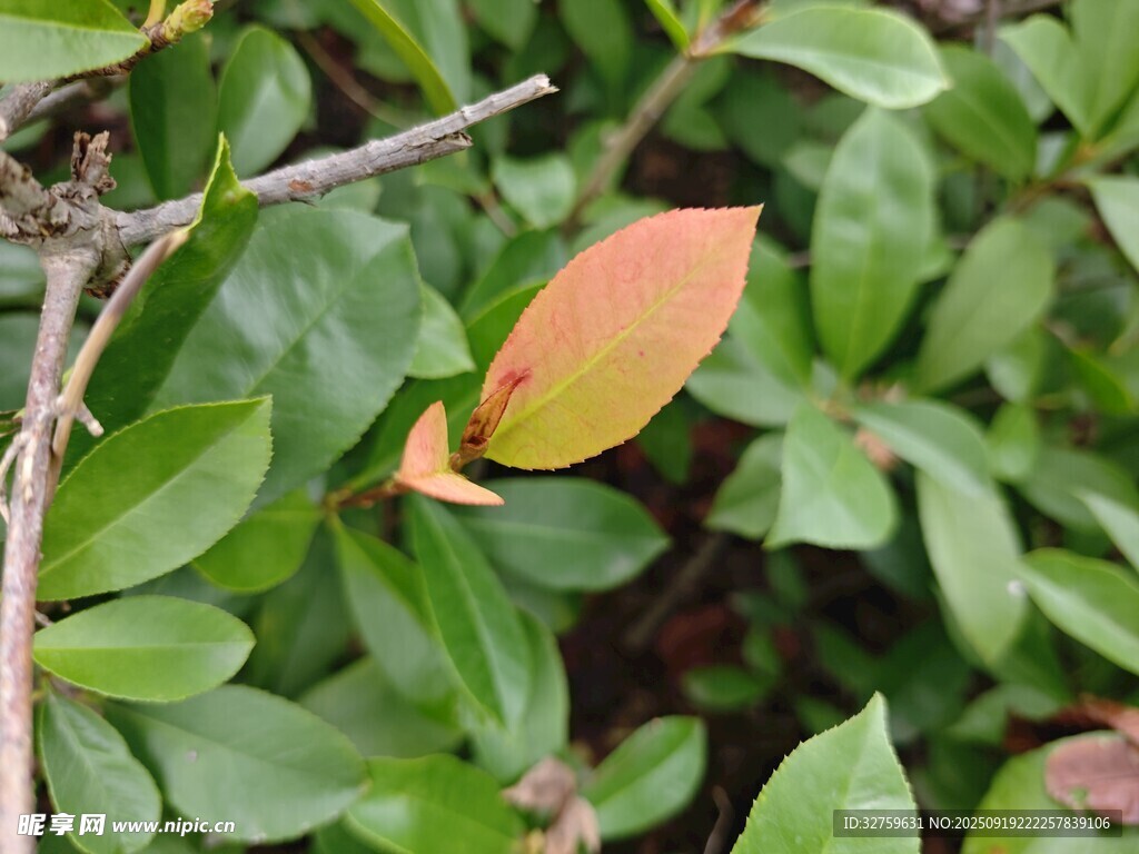嫩绿橙叶的植物特写
