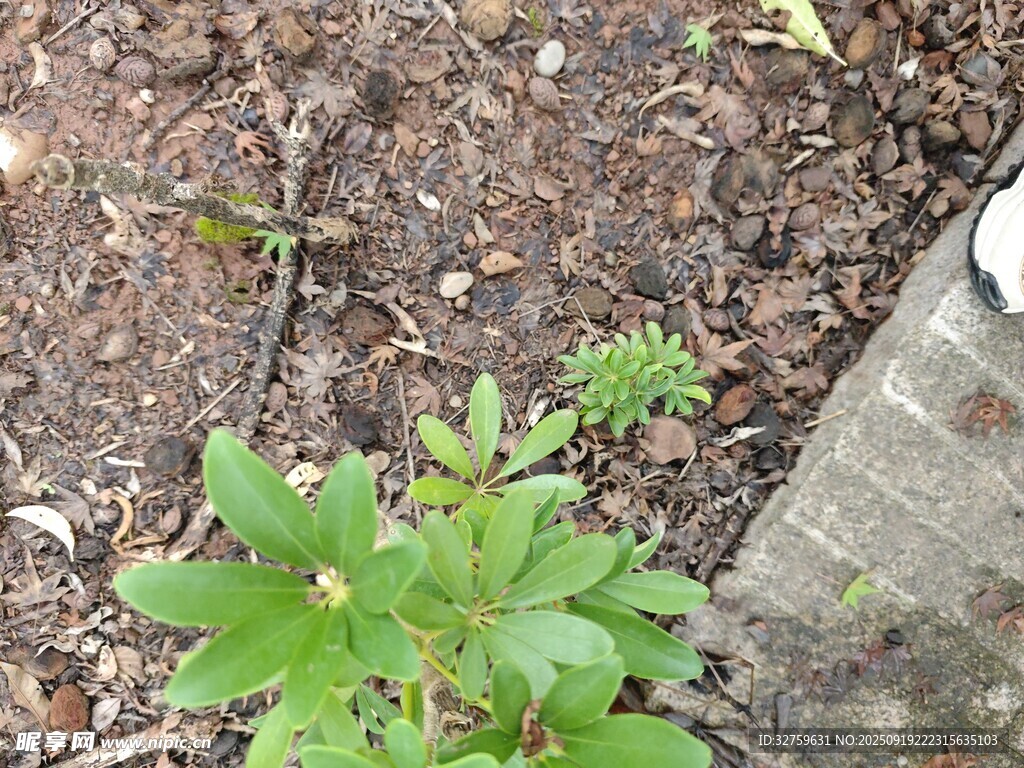 地面绿植与散落枯叶