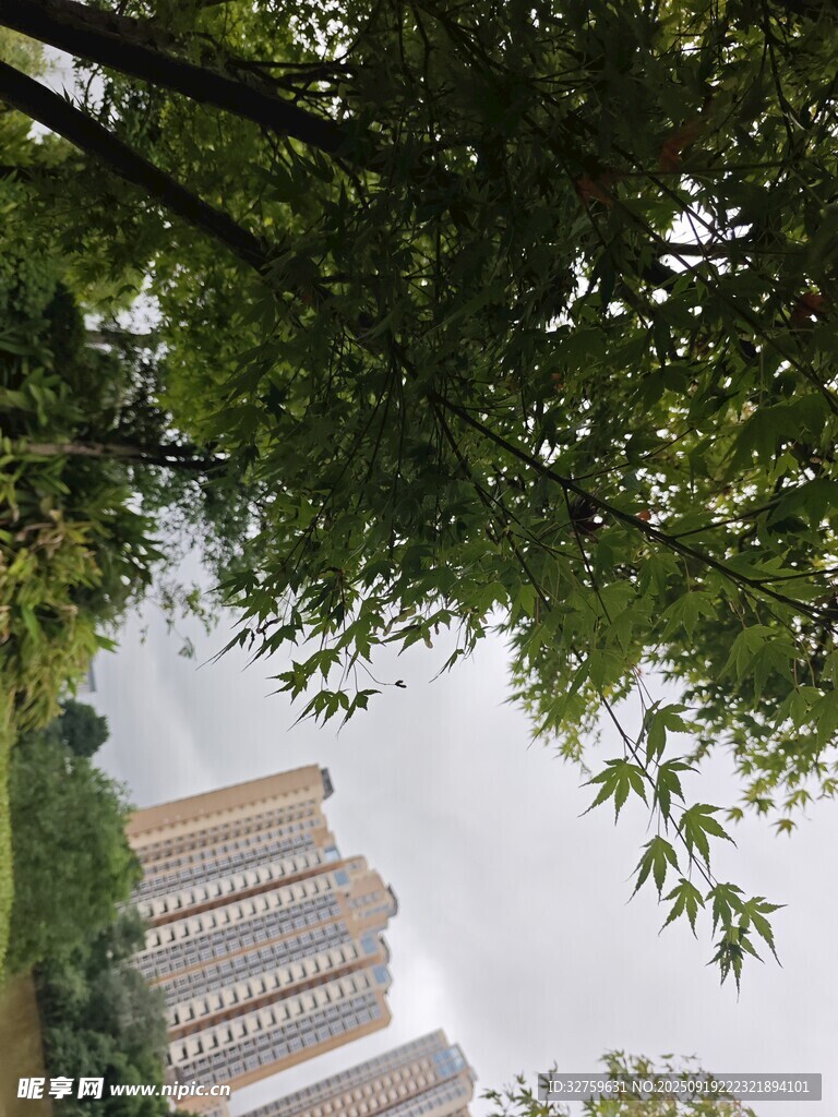 透过枝叶望高楼