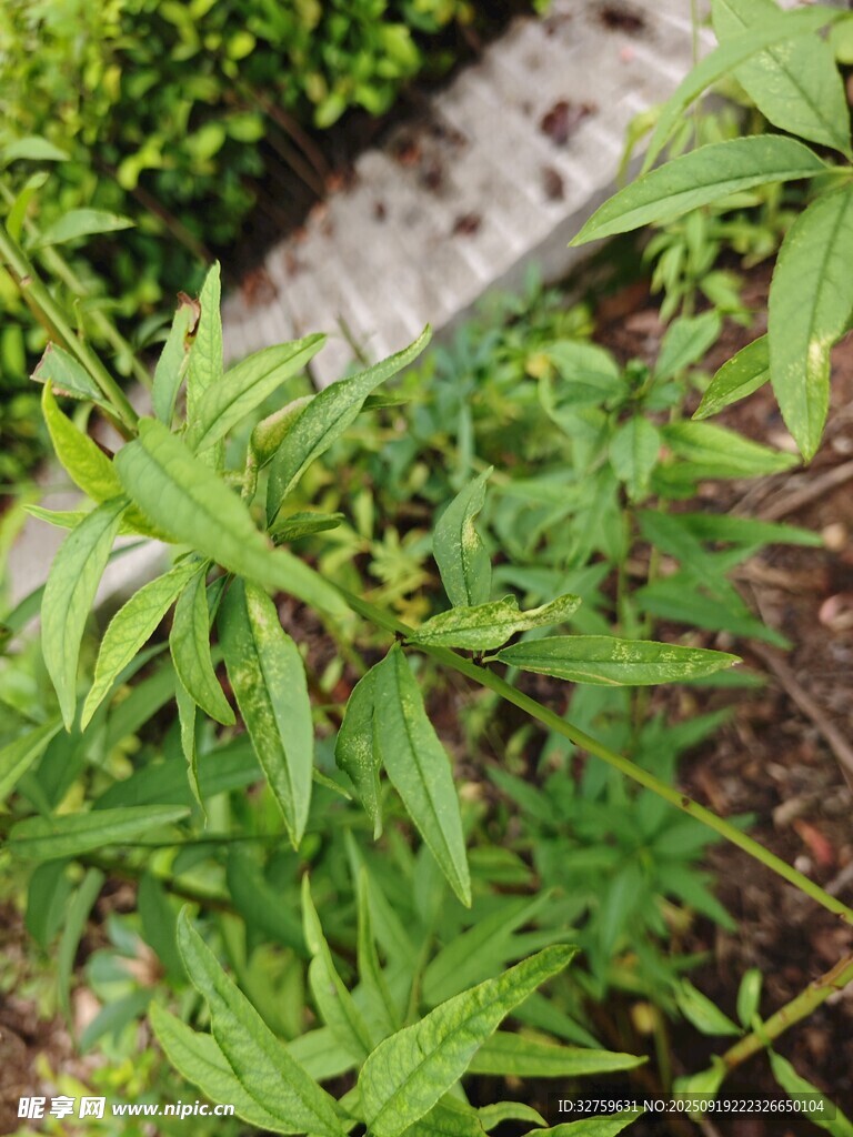 绿叶繁茂的植物景象