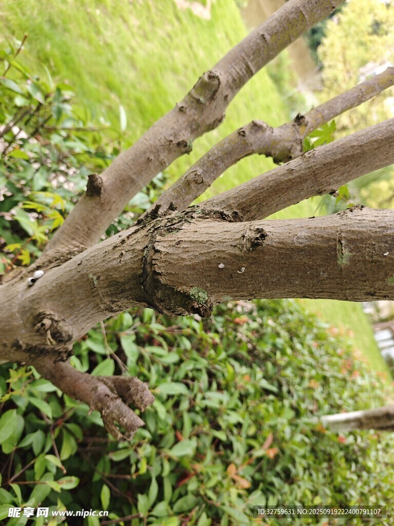 弯曲枝干的绿植特写