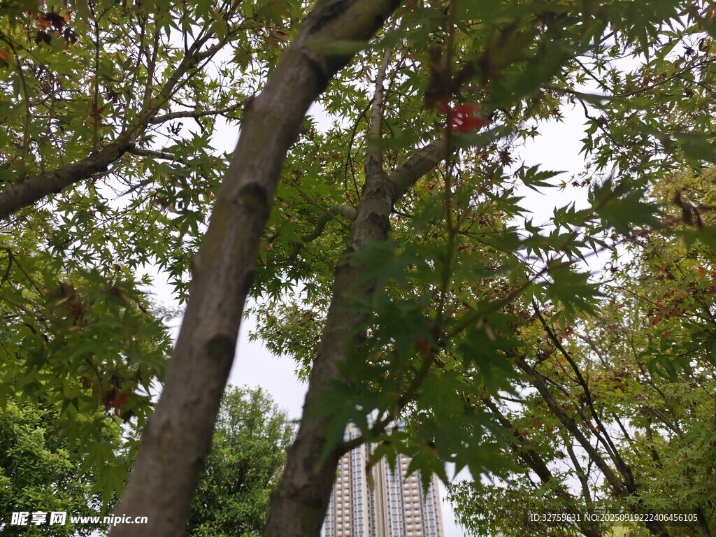 绿树掩映下的高耸建筑