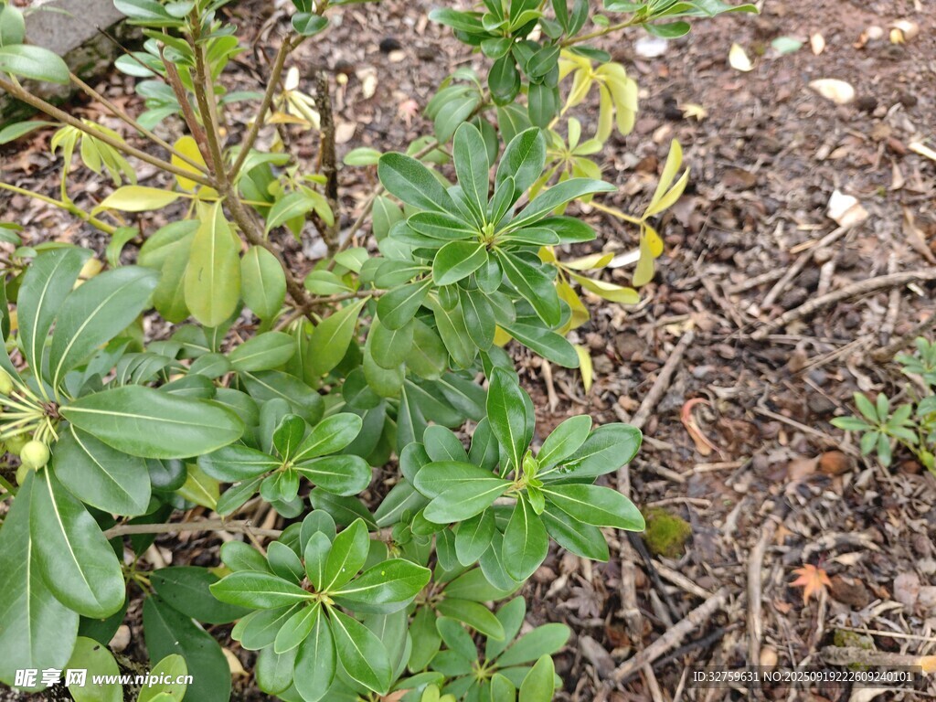 地面生长的绿色植物