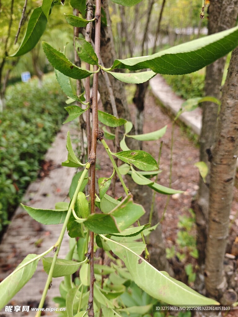 藤蔓植物的垂挂生长姿态