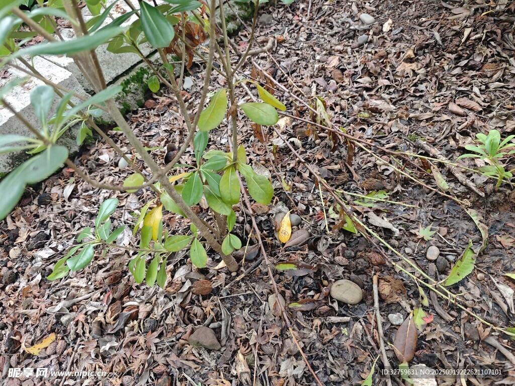 地面上的嫩绿植物