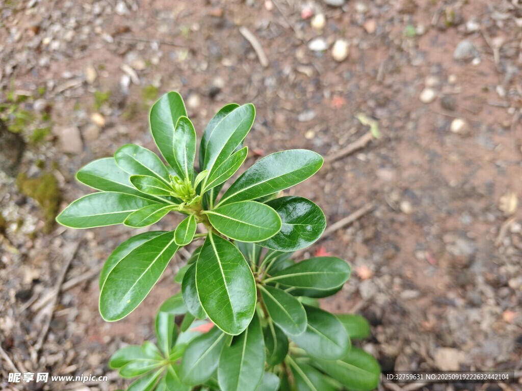 嫩绿植物生长于泥土间