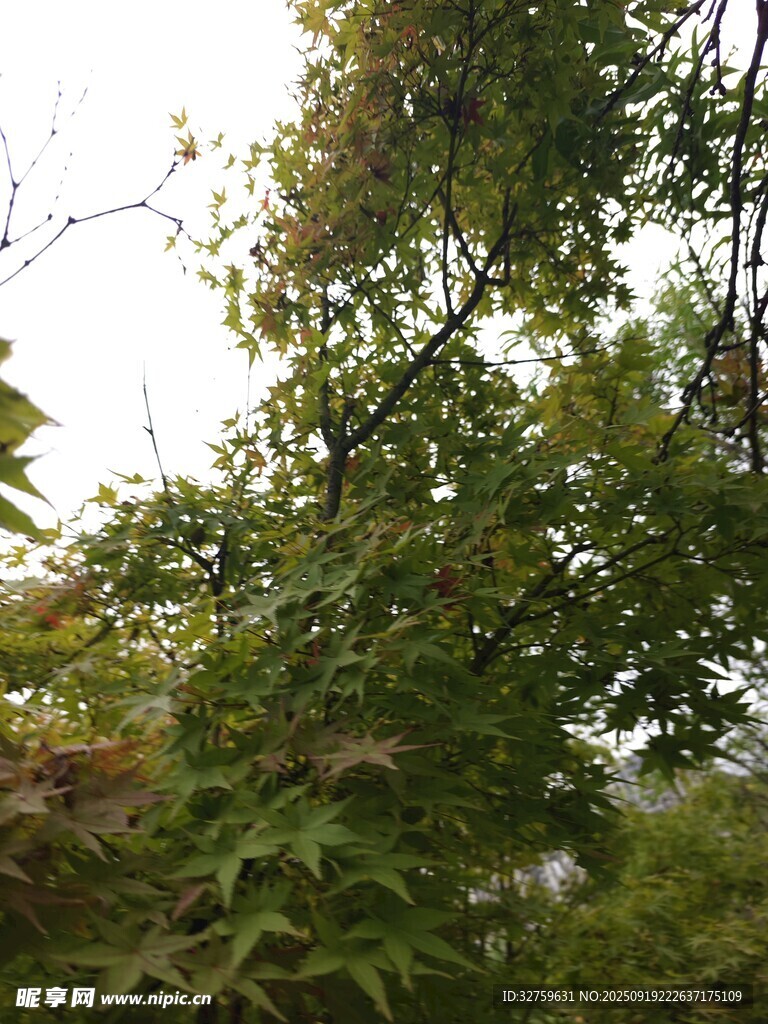 繁茂绿树