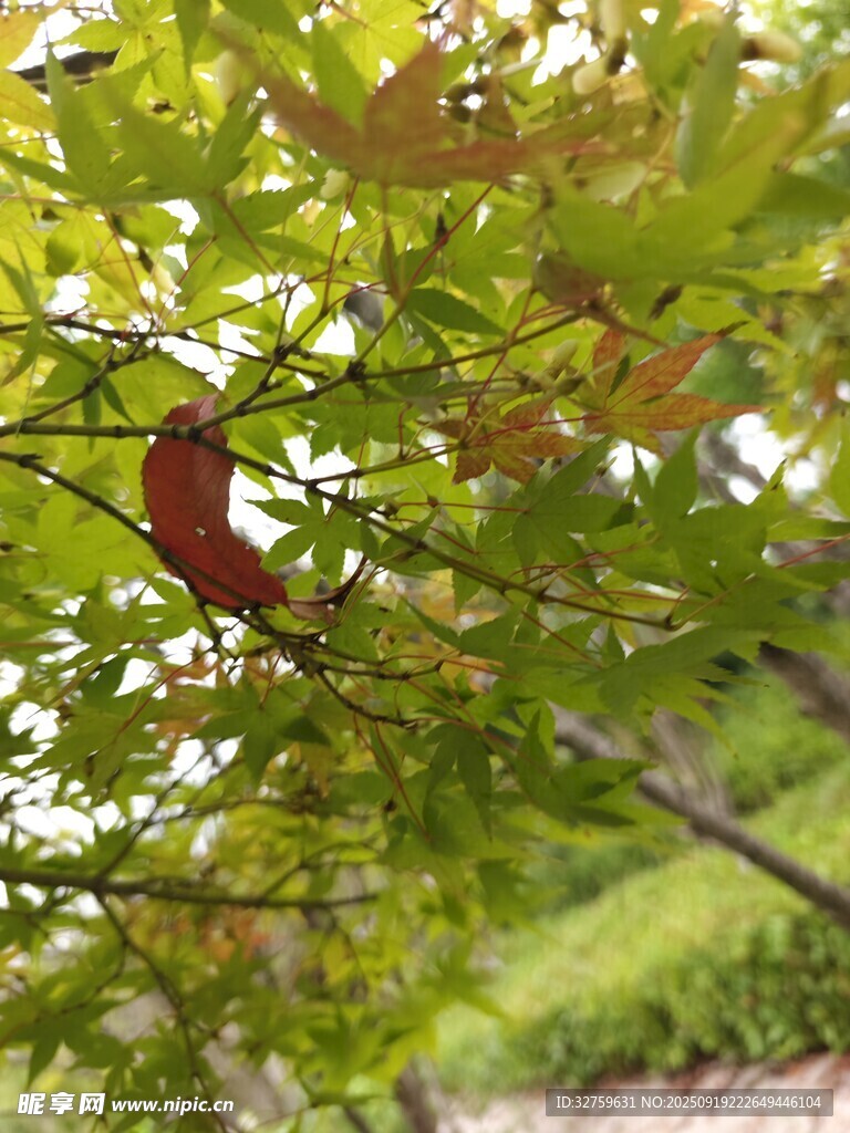 枝头红叶伴绿叶