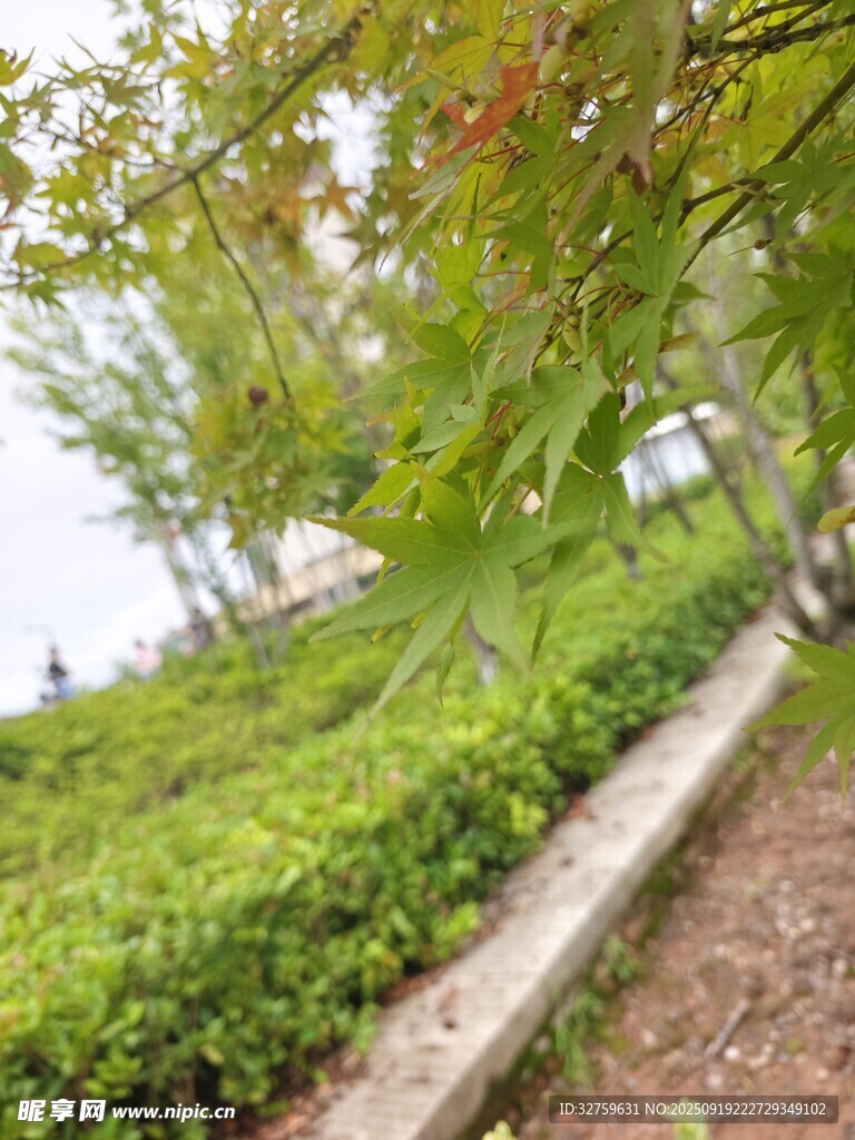 绿意盎然的园林景观一角