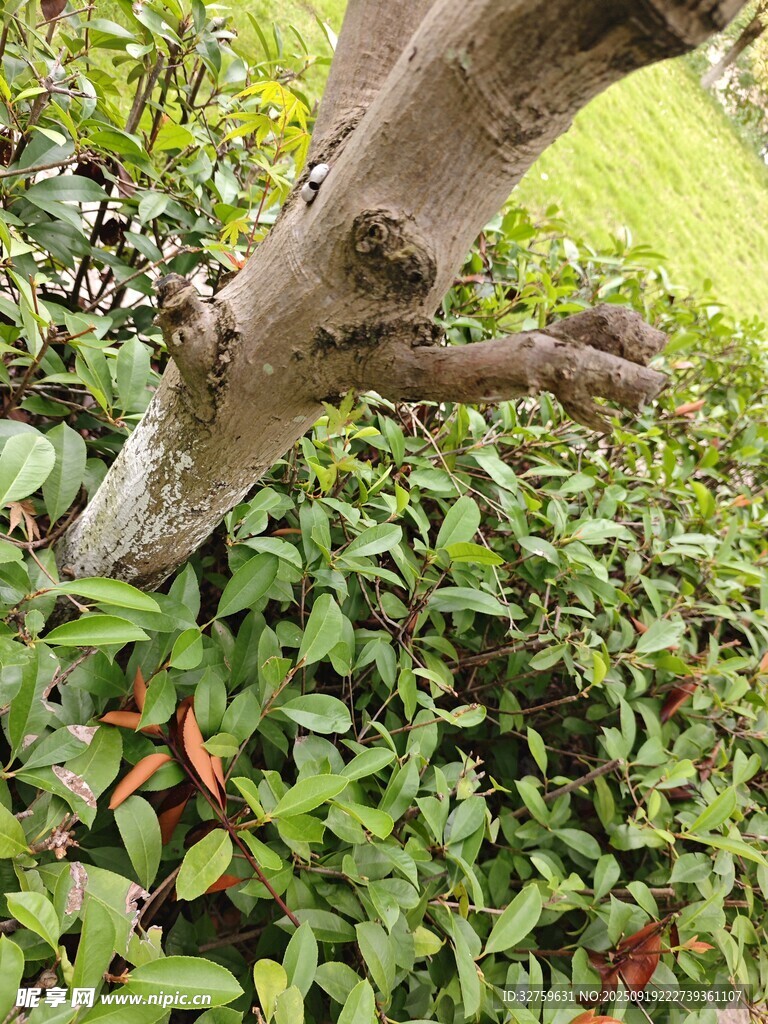弯曲树干旁的翠绿植物