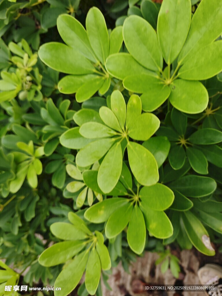 翠绿海桐枝叶特写