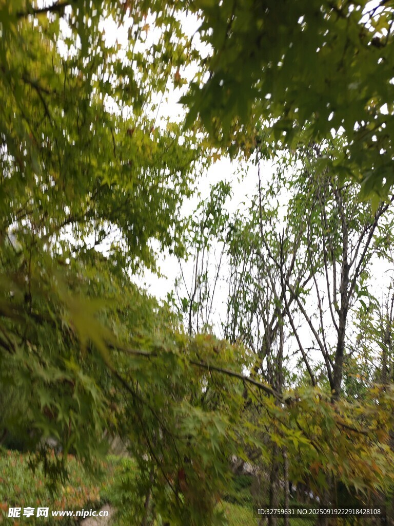 林间绿意盎然的树木景观