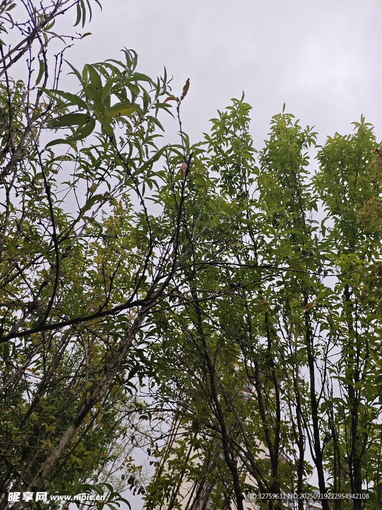 翠绿竹林展现自然生机