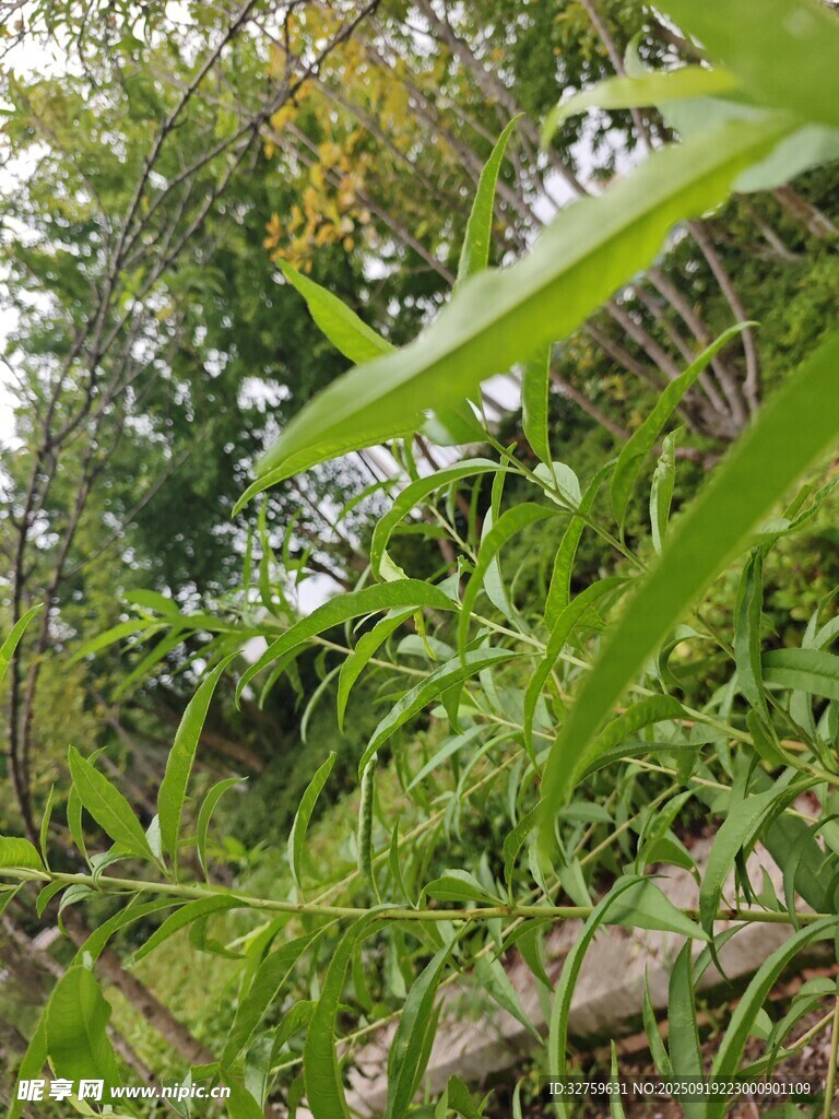 繁茂绿植中的自然景致