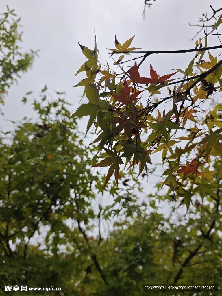 枝头红叶映绿树