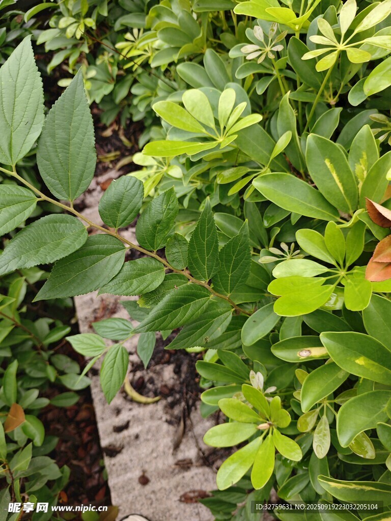 小径旁繁茂的绿植景观