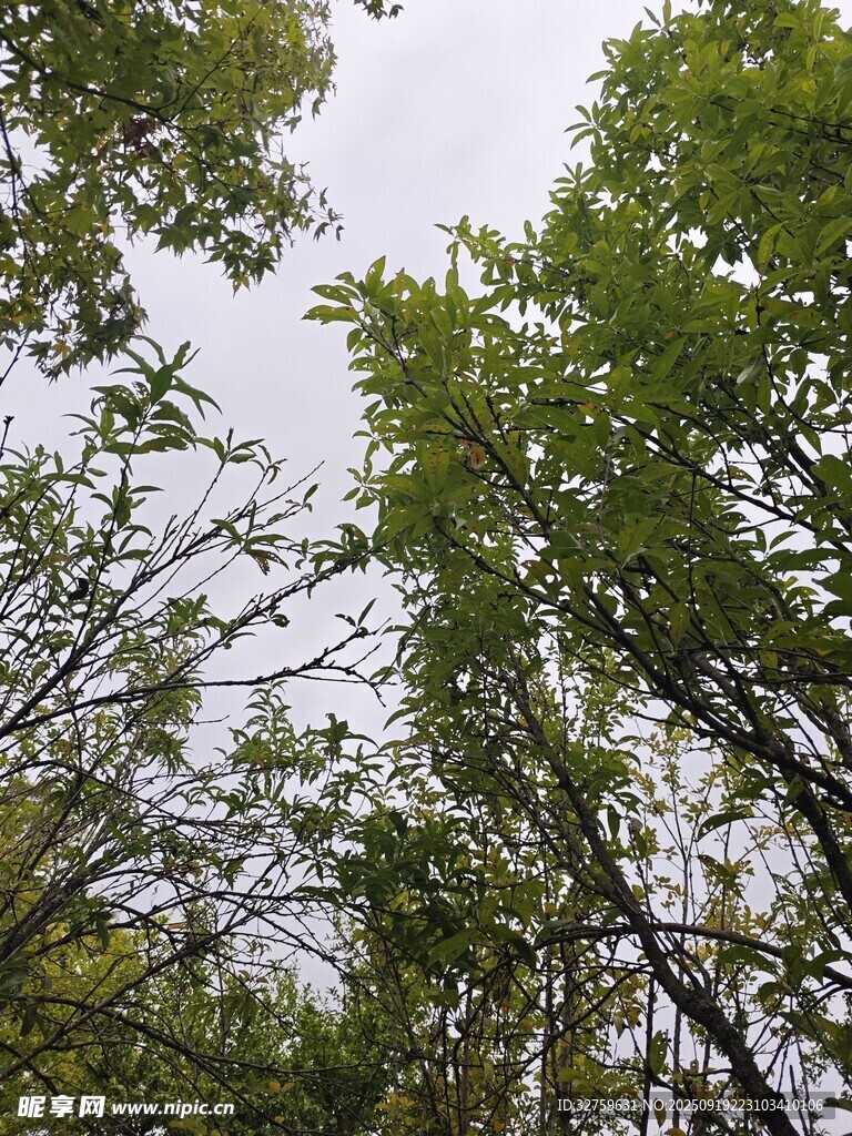 仰视茂密树林绿意盎然
