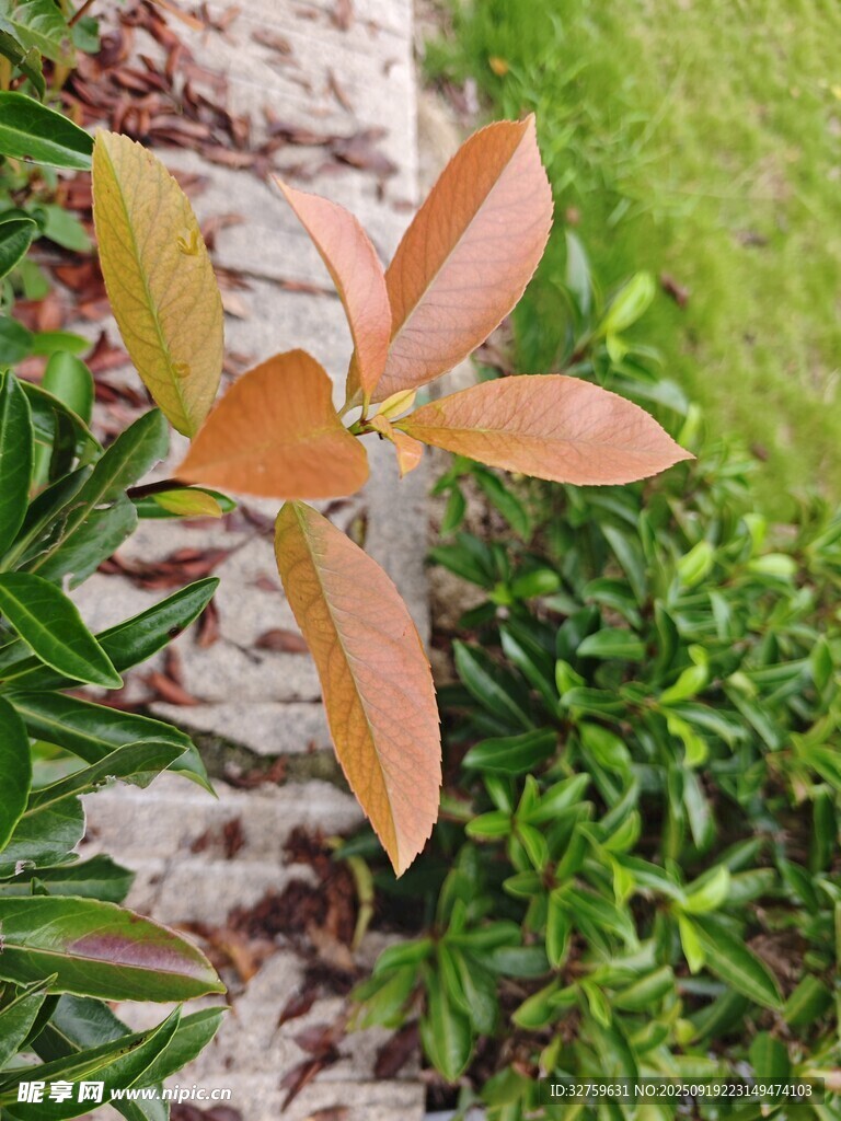 橙叶绿植特写