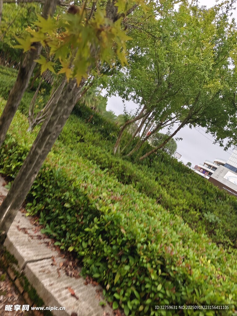 湖畔绿植小径风景