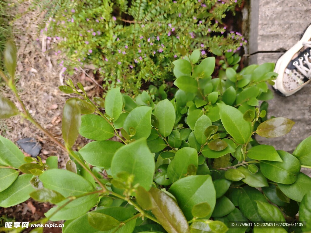 绿叶植物特写