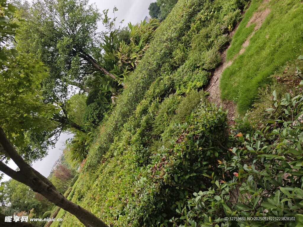 绿意盎然的山坡植被景观