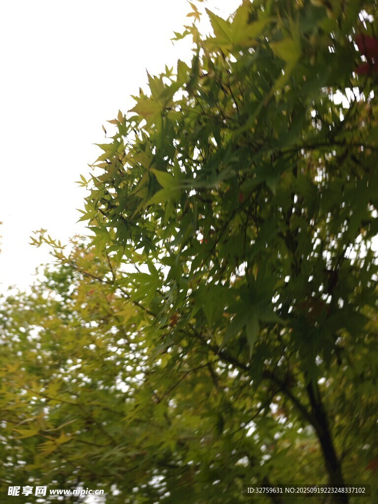 阳光下的葱郁绿树