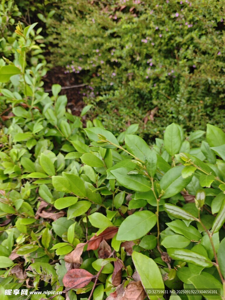 绿叶间的红果植物景观
