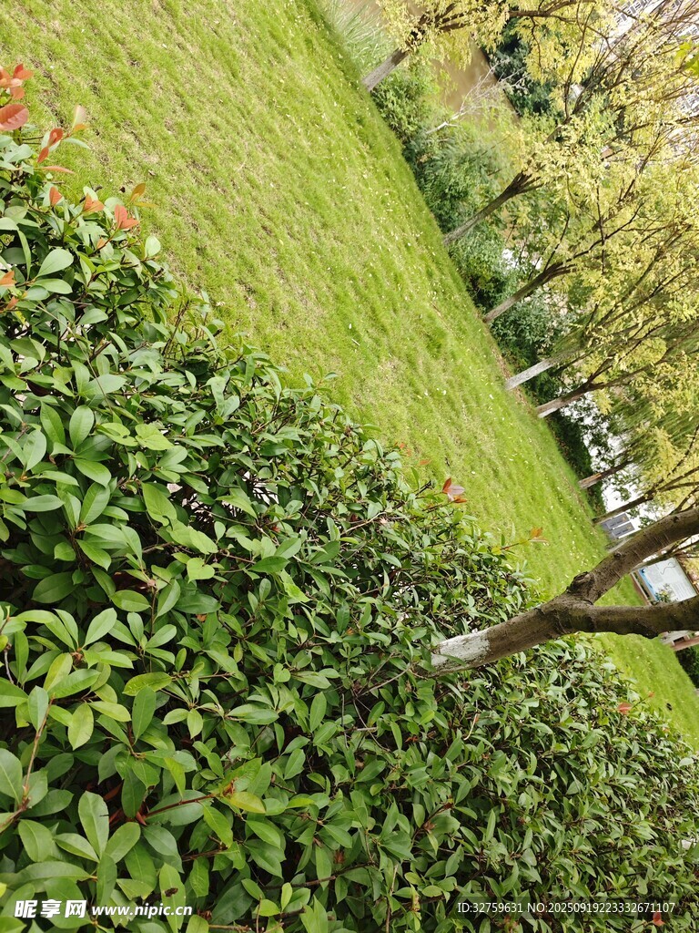 绿意盎然的植物景观