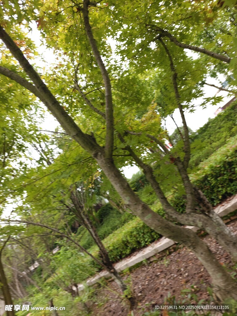 林间绿意盎然的树木景观