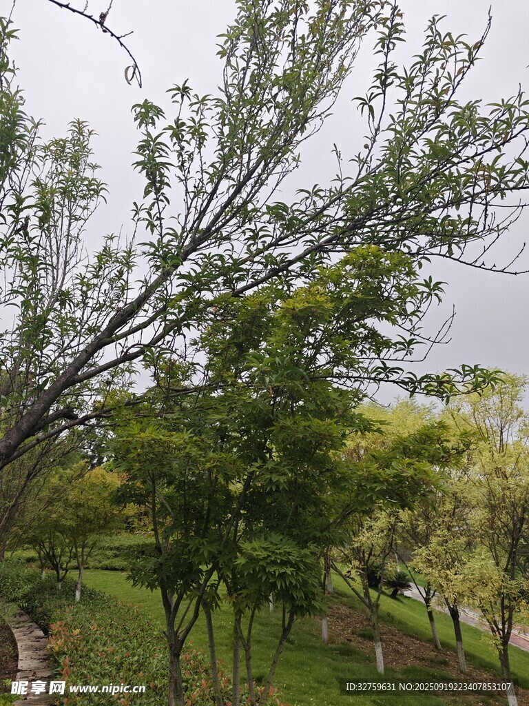 春日繁茂树林景色