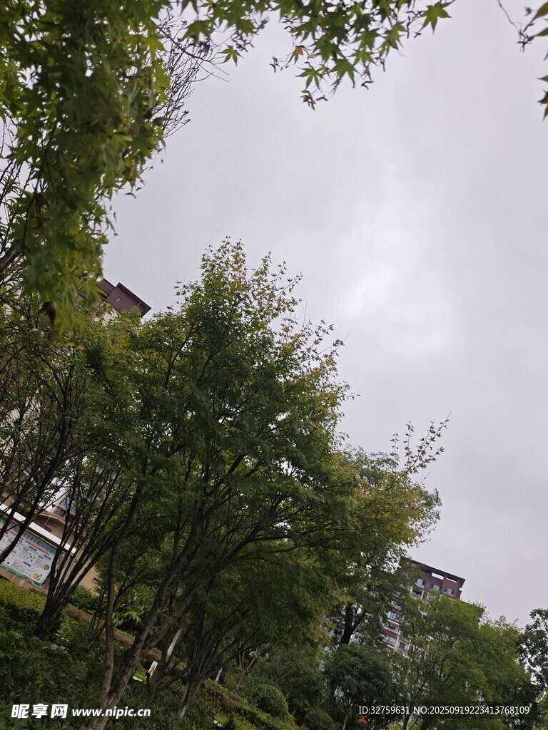 绿树成荫的户外景致