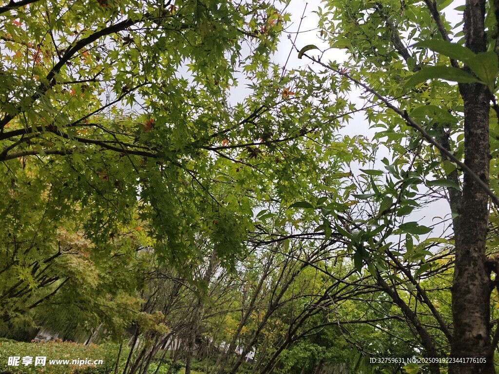 林间绿意盎然的繁茂树木