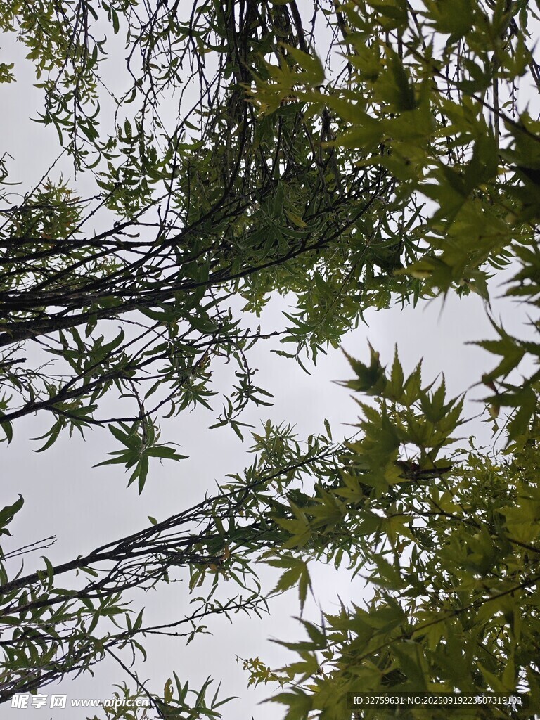 仰视翠绿繁茂的竹林树梢