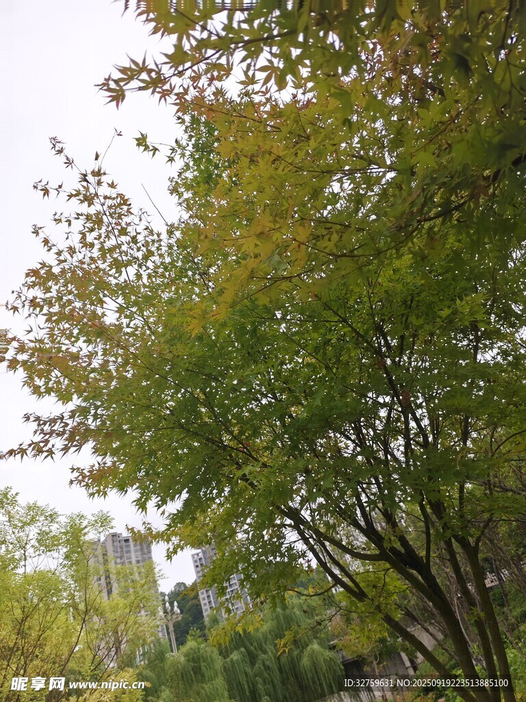 秋日绿树景致