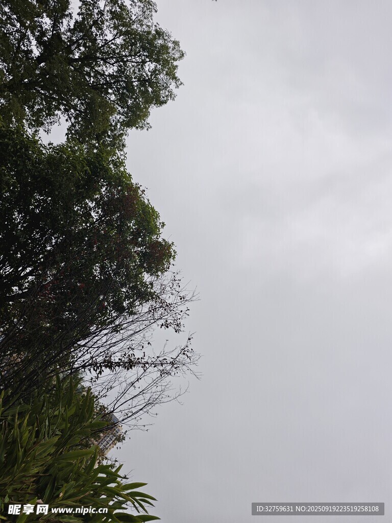 天空下的繁茂绿树