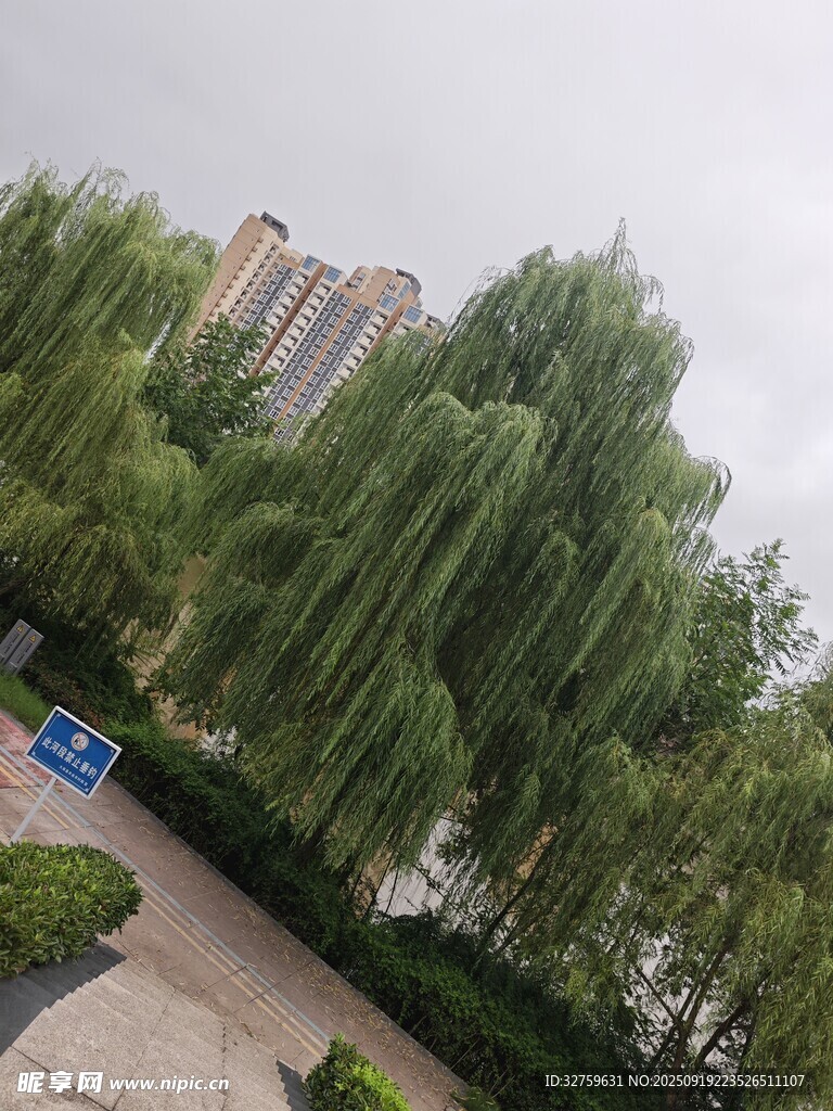 垂柳旁的城市景观小道
