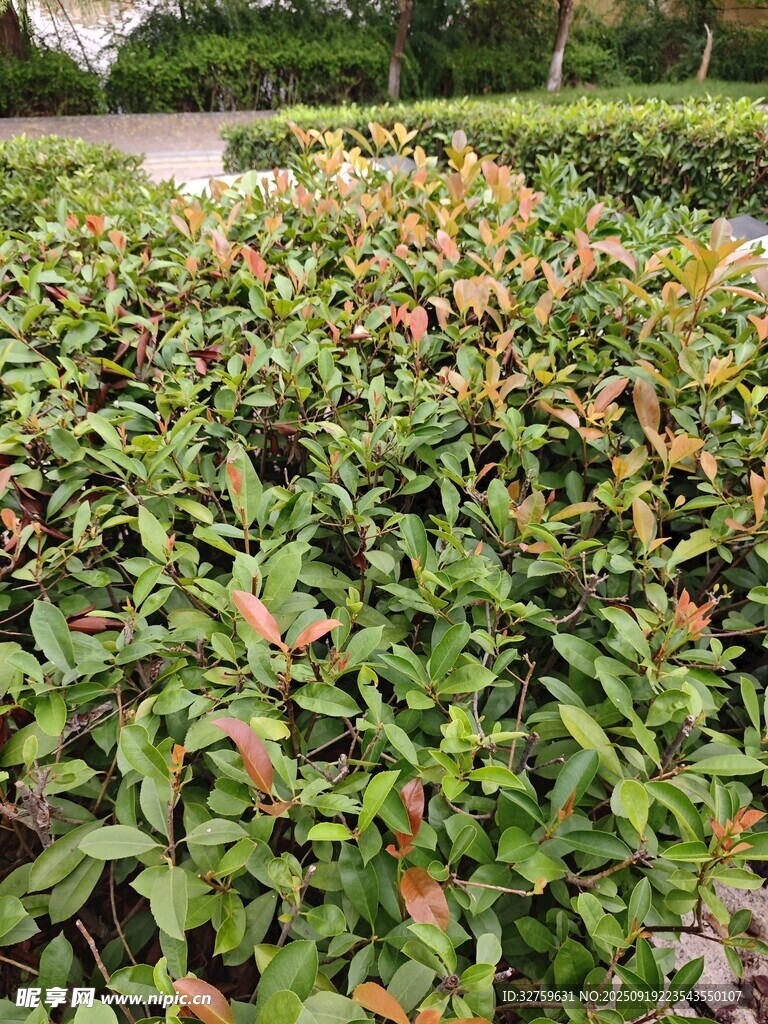 绿叶植物景观
