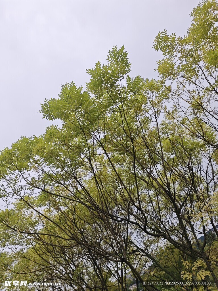 枝头绿意