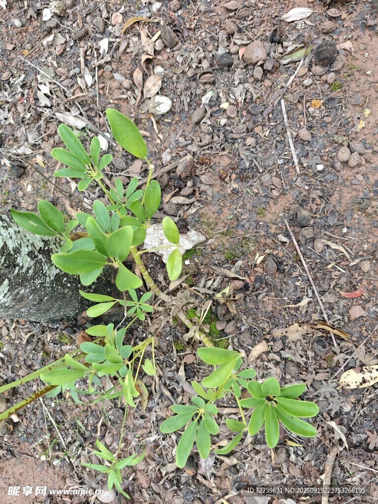 地面生长的低矮绿色植物
