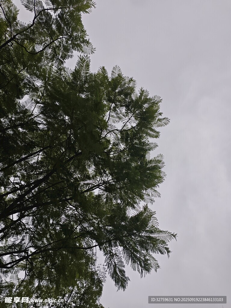 仰视茂密树梢
