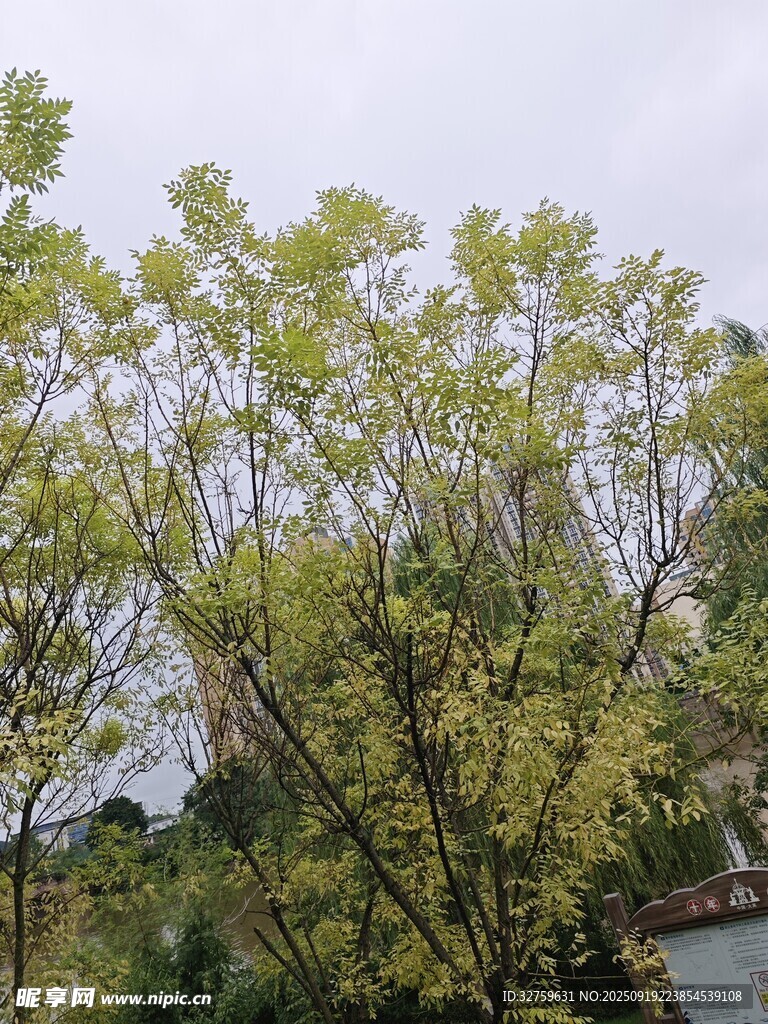 春日葱郁树林景色